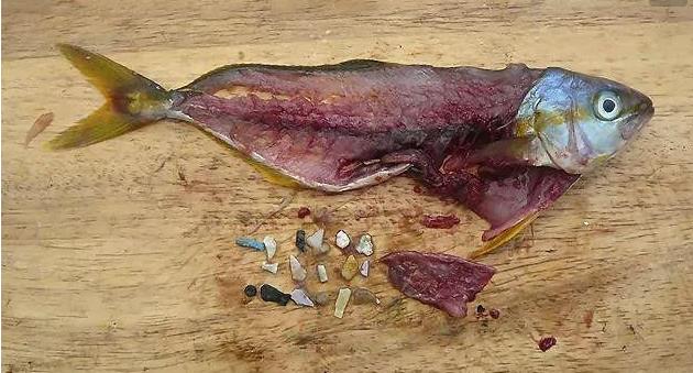 震驚！首次確認(rèn)：人體已被微塑料污染！